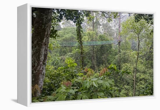 Rainforest Canopy Walkway, Sabah, Borneo, September 2015-Adrian Davies-Framed Premier Image Canvas