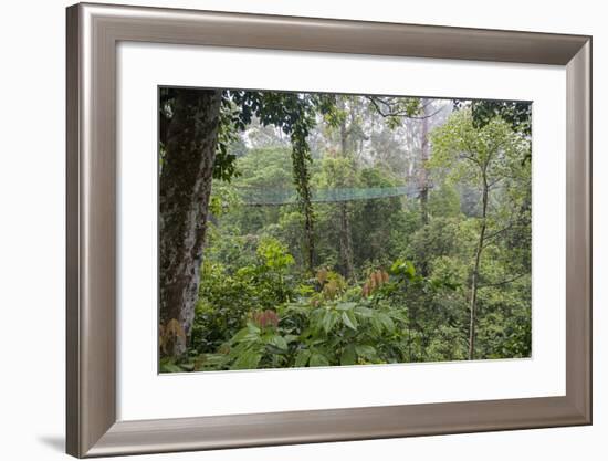 Rainforest Canopy Walkway, Sabah, Borneo, September 2015-Adrian Davies-Framed Photographic Print