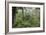 Rainforest Canopy Walkway, Sabah, Borneo, September 2015-Adrian Davies-Framed Photographic Print