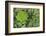 Rainforest Canopy, Yasuni NP, Amazon Rainforest, Ecuador-Pete Oxford-Framed Photographic Print