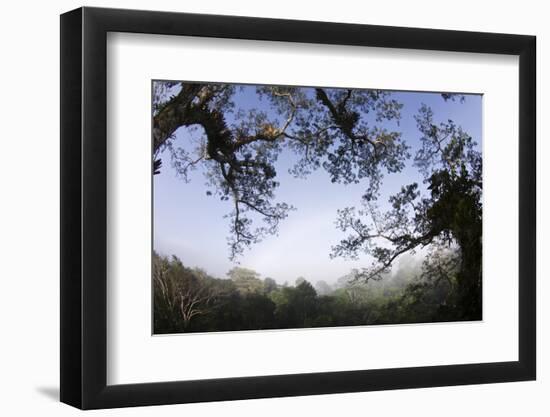 Rainforest Canopy. Yasuni NP, Amazon Rainforest, Ecuador-Pete Oxford-Framed Photographic Print