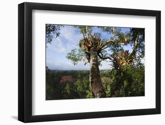 Rainforest Canopy. Yasuni NP, Amazon Rainforest, Ecuador-Pete Oxford-Framed Photographic Print