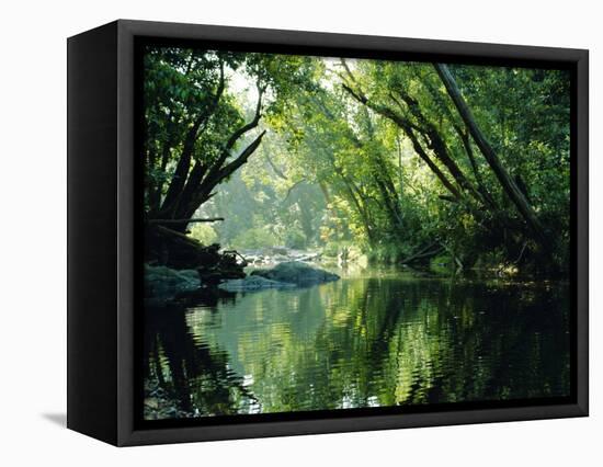 Rainforest, Cape Tribulation National Park,Queensland, Australia-Amanda Hall-Framed Premier Image Canvas