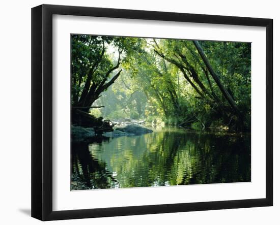 Rainforest, Cape Tribulation National Park,Queensland, Australia-Amanda Hall-Framed Photographic Print