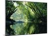 Rainforest, Cape Tribulation National Park,Queensland, Australia-Amanda Hall-Mounted Photographic Print