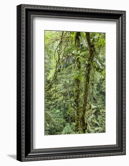 Rainforest, Costa Rica-Paul Souders-Framed Photographic Print