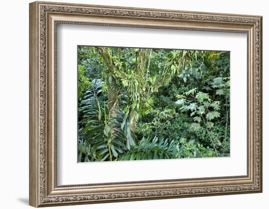 Rainforest, Costa Rica-null-Framed Photographic Print