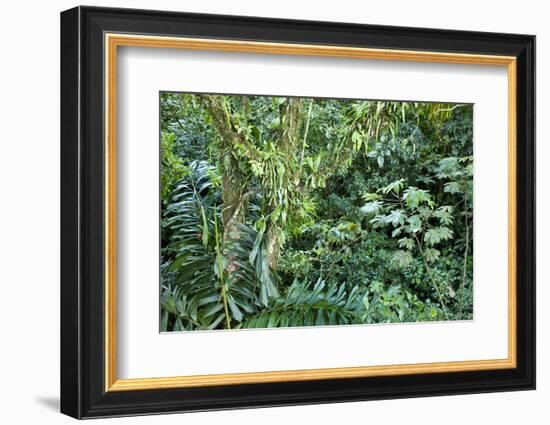 Rainforest, Costa Rica-null-Framed Photographic Print