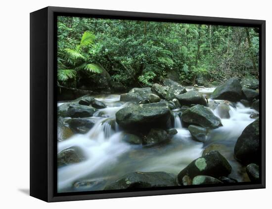 Rainforest, Daintree National Park, Queensland, Australia-Rob Tilley-Framed Premier Image Canvas