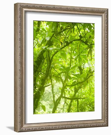 Rainforest Habitat at Trafalgar Falls, Morne Trois Pitons National Park, UNESCO World Heritage Site-Kim Walker-Framed Photographic Print