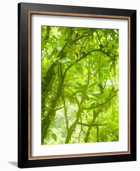 Rainforest Habitat at Trafalgar Falls, Morne Trois Pitons National Park, UNESCO World Heritage Site-Kim Walker-Framed Photographic Print