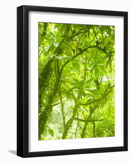 Rainforest Habitat at Trafalgar Falls, Morne Trois Pitons National Park, UNESCO World Heritage Site-Kim Walker-Framed Photographic Print