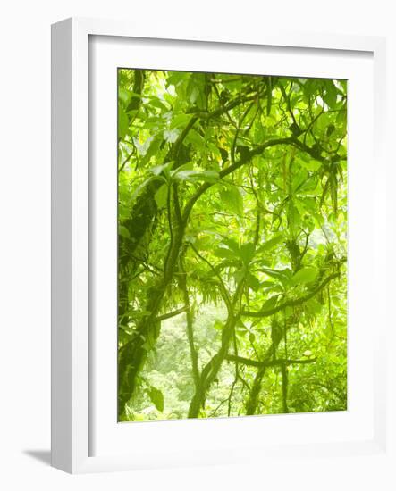 Rainforest Habitat at Trafalgar Falls, Morne Trois Pitons National Park, UNESCO World Heritage Site-Kim Walker-Framed Photographic Print