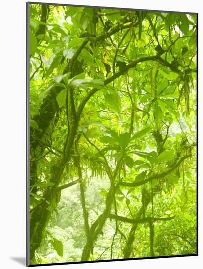 Rainforest Habitat at Trafalgar Falls, Morne Trois Pitons National Park, UNESCO World Heritage Site-Kim Walker-Mounted Photographic Print