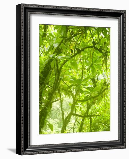 Rainforest Habitat at Trafalgar Falls, Morne Trois Pitons National Park, UNESCO World Heritage Site-Kim Walker-Framed Photographic Print