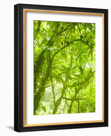 Rainforest Habitat at Trafalgar Falls, Morne Trois Pitons National Park, UNESCO World Heritage Site-Kim Walker-Framed Photographic Print