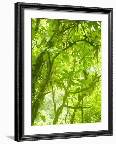 Rainforest Habitat at Trafalgar Falls, Morne Trois Pitons National Park, UNESCO World Heritage Site-Kim Walker-Framed Photographic Print