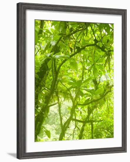 Rainforest Habitat at Trafalgar Falls, Morne Trois Pitons National Park, UNESCO World Heritage Site-Kim Walker-Framed Photographic Print