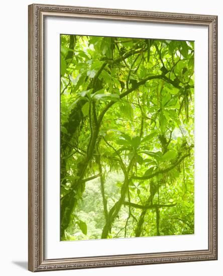 Rainforest Habitat at Trafalgar Falls, Morne Trois Pitons National Park, UNESCO World Heritage Site-Kim Walker-Framed Photographic Print