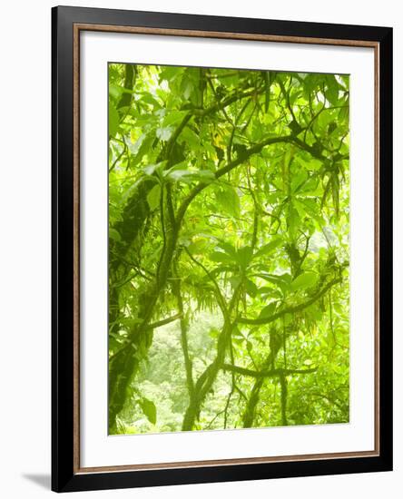 Rainforest Habitat at Trafalgar Falls, Morne Trois Pitons National Park, UNESCO World Heritage Site-Kim Walker-Framed Photographic Print