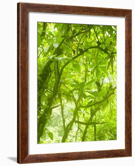 Rainforest Habitat at Trafalgar Falls, Morne Trois Pitons National Park, UNESCO World Heritage Site-Kim Walker-Framed Photographic Print