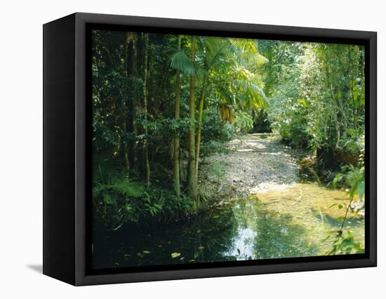 Rainforest in Cape Tribulation National Park, Queensland, Australia-Amanda Hall-Framed Premier Image Canvas