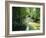 Rainforest in Cape Tribulation National Park, Queensland, Australia-Amanda Hall-Framed Photographic Print