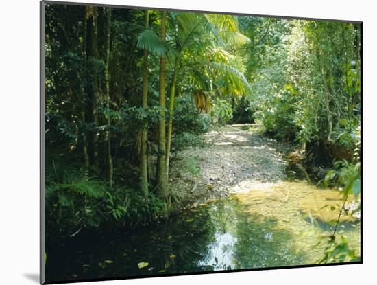 Rainforest in Cape Tribulation National Park, Queensland, Australia-Amanda Hall-Mounted Photographic Print