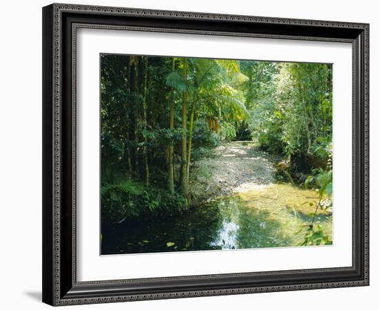 Rainforest in Cape Tribulation National Park, Queensland, Australia-Amanda Hall-Framed Photographic Print