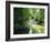 Rainforest in Cape Tribulation National Park, Queensland, Australia-Amanda Hall-Framed Photographic Print