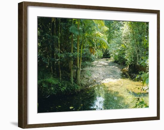 Rainforest in Cape Tribulation National Park, Queensland, Australia-Amanda Hall-Framed Photographic Print