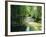 Rainforest in Cape Tribulation National Park, Queensland, Australia-Amanda Hall-Framed Photographic Print