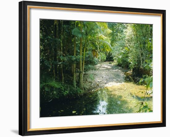 Rainforest in Cape Tribulation National Park, Queensland, Australia-Amanda Hall-Framed Photographic Print