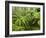 Rainforest in Fog, Budderoo National Park, New South Wales, Australia-Paul Souders-Framed Photographic Print