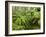 Rainforest in Fog, Budderoo National Park, New South Wales, Australia-Paul Souders-Framed Photographic Print