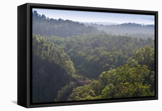 Rainforest in Tully Gorge National Park-Louise Murray-Framed Premier Image Canvas