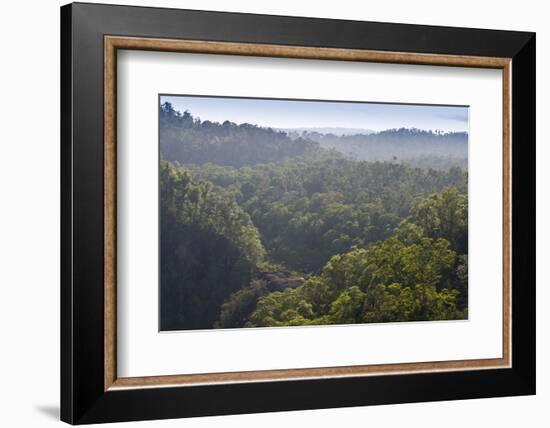 Rainforest in Tully Gorge National Park-Louise Murray-Framed Photographic Print