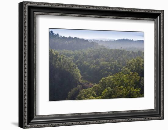 Rainforest in Tully Gorge National Park-Louise Murray-Framed Photographic Print