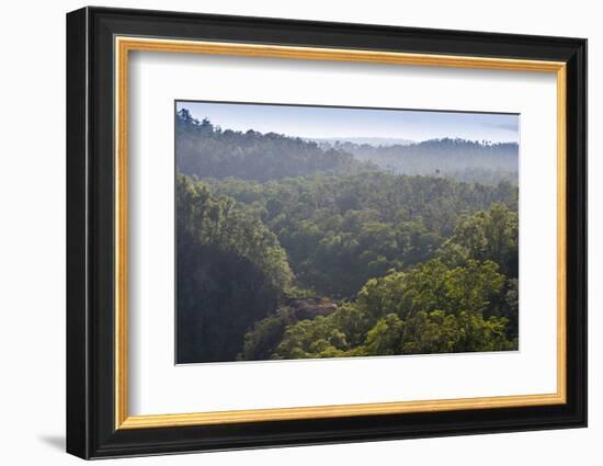 Rainforest in Tully Gorge National Park-Louise Murray-Framed Photographic Print