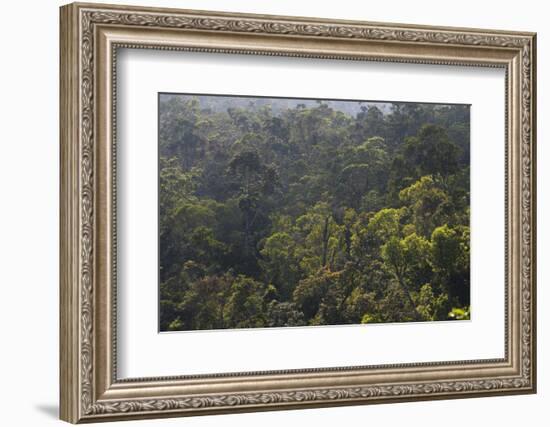 Rainforest in Tully Gorge National Park-Louise Murray-Framed Photographic Print