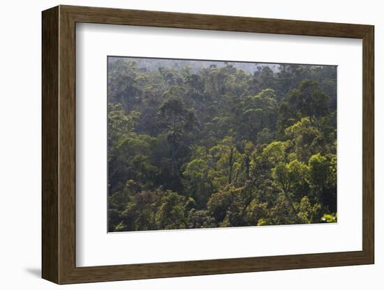 Rainforest in Tully Gorge National Park-Louise Murray-Framed Photographic Print