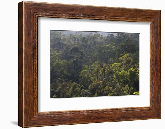 Rainforest in Tully Gorge National Park-Louise Murray-Framed Photographic Print