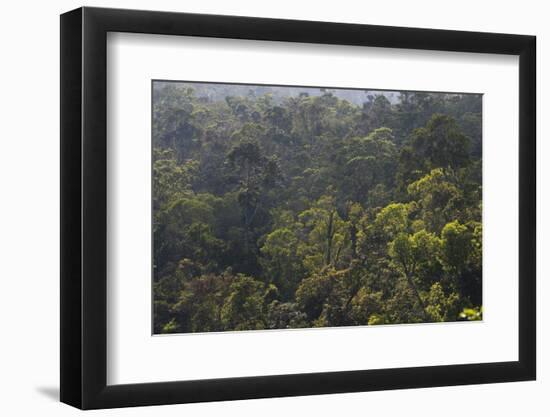 Rainforest in Tully Gorge National Park-Louise Murray-Framed Photographic Print