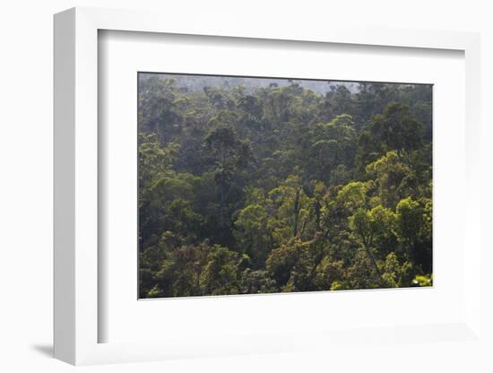 Rainforest in Tully Gorge National Park-Louise Murray-Framed Photographic Print