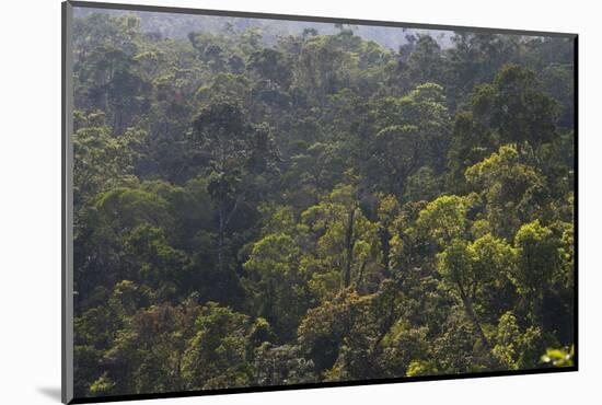 Rainforest in Tully Gorge National Park-Louise Murray-Mounted Photographic Print