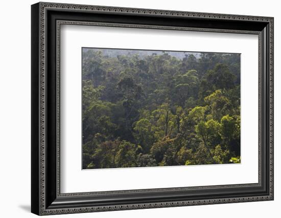 Rainforest in Tully Gorge National Park-Louise Murray-Framed Photographic Print