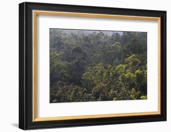 Rainforest in Tully Gorge National Park-Louise Murray-Framed Photographic Print