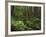 Rainforest, Mossy Rocks, Mt Rainier National Park, Washington, USA-Stuart Westmorland-Framed Photographic Print