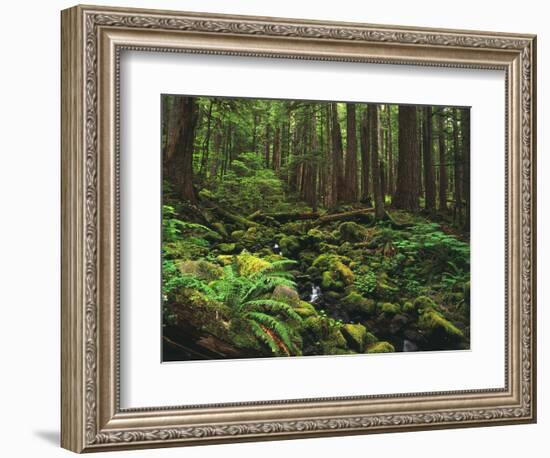 Rainforest, Mossy Rocks, Mt Rainier National Park, Washington, USA-Stuart Westmorland-Framed Photographic Print