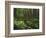 Rainforest, Mossy Rocks, Mt Rainier National Park, Washington, USA-Stuart Westmorland-Framed Photographic Print